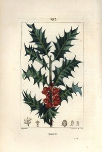 Holly, Ilex aqualifolium, with prickly leaves and red berries by Pierre Jean Francois Turpin