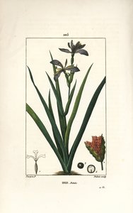 Stinking Iris, Iris foetida, with Flower, Leaf and Seed Pod by Pierre Jean Francois Turpin