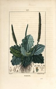 Large Plantain, Plantago Major by Pierre Jean Francois Turpin