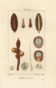 Large branch or large cycas seeds - Queen sago, Cycas circinalis, showing seed and section