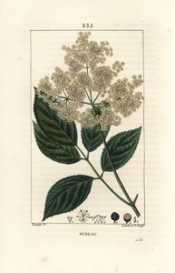 Large elderberry or black elderberry - Common elder tree, Sambucus nigra