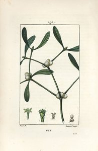 Leafy Mistletoe by Pierre Jean Francois Turpin