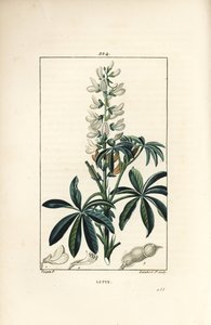 Lupin - White lupin, Lupinus sativus