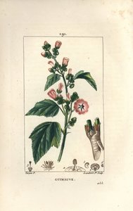 Marshmallow, Wild Marshmallow or White Mallow - Marsh mallow, Althaea officinalis