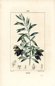Olive Tree, Olea europaea, with Leaf, Branch, Fruit and Seed by Pierre Jean Francois Turpin