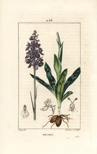 Early Purple Orchid, Orchis mascula (from La Flore Medicale)