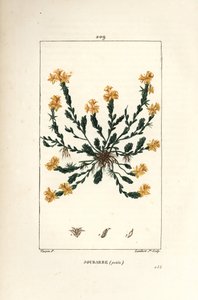 Orpin acre - Golden stonecrop, Sedum acre