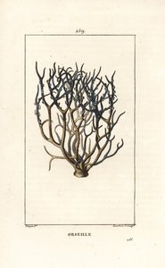 Orcein or archil, Roccella tinctoria, lichen used for dye from the Cape Verde islands (Illustration from La Flore Medicale) by Pierre Jean Francois Turpin