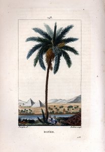Date palm, Phoenix dactylifera, showing fruit and leaves against landscape with pyramids and river by Pierre Jean Francois Turpin