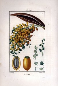 Palm branch a dates by Pierre Jean Francois Turpin