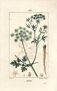 Garden Parsley, Petroselinum crispum, with Flower, Leaf, Stalk, Root, and Seed