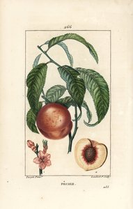 Peach Tree, Amygdalus persica (from La Flore Medicale) by Pierre Jean Francois Turpin