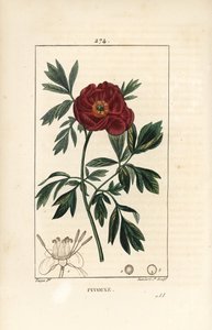 European peony, Paeonia officinalis, with flower, leaf and outline of flower parts (Illustration from La Flore Medicale)