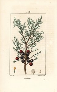 Phoenicean Juniper (from 