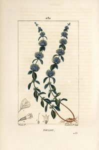 Pouliot Mint - Pennyroyal mint, Mentha pulegium, with flower, leaf, stalk, root and seed. Handcoloured stipple copperplate engraving from Chaumeton, Poiret and Chamberet