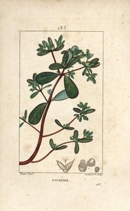 Purslane with Leaf, Stalk and Flower by Pierre Jean Francois Turpin