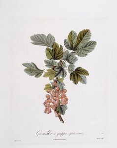 Red Currant (Ribes rubrum), botanical plate by Pierre Jean Francois Turpin
