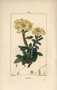 Rhododendron Geant - Rosebay, Hymenanthes Maxima (Rhododendron Maximum), with Flower, Thorny Stem, Leaf and Seed. Handcoloured Stipple Copperplate Engraving by Lambert Junior from a Drawing by Pierre Jean-Francois Turpin from Chaumeton, Poiret and Chambere