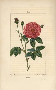Rose de France or Rose de Provins - Rose, Rosa gallica, with bud, flower, leaf and thorny stem