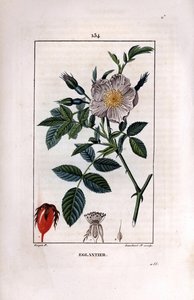 Rosehip Branch with Berry and Rose by Pierre Jean Francois Turpin
