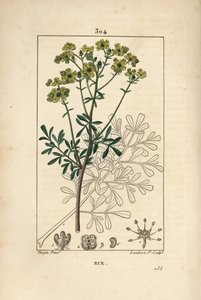 Rue des jardins or Rue fetide - Rue or herb of grace, Ruta graveolens, showing flower, leaf, stalk, seed and outline