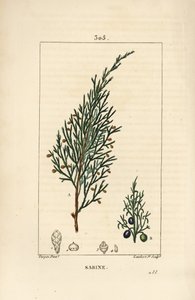Sabine Juniper, Juniperus Sabina by Pierre Jean Francois Turpin