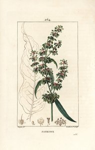 Patience dock, Rumex patientia, with flower, stalk, leaves, seed and leaf outline (Illustration from La Flore Medicale)