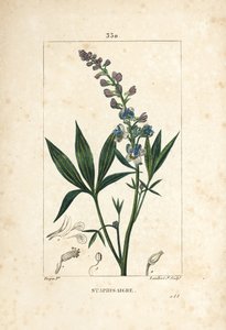Lie-bane or Stavesacre, Delphinium Staphisagria
