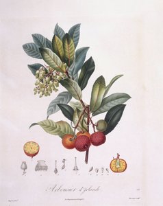 Strawberry Tree (Arbutus unedo), botanical plate by Pierre Jean Francois Turpin by Pierre Jean Francois Turpin