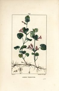 Terrestrial Ivy - Ground ivy, Hedera terrestris