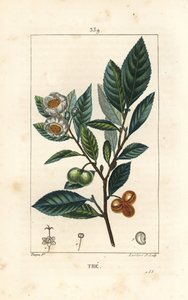 Tea, Camellia Sinensis, Showing Leaf, Fruit and Flower. Handcoloured Stipple Copperplate Engraving by Lambert Junior from a Drawing by Pierre Jean-Francois Turpin from Chaumeton, Poiret and Chamberet