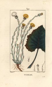 Coltsfoot - Tussilago farfara, with flower, leaf, stem and root