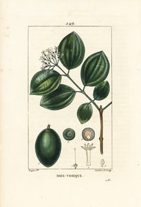 Strychnine Tree or Poison Nut, Strychnos nux-vomica, with Fruit, Seed, Leaf and Flower by Pierre Jean Francois Turpin