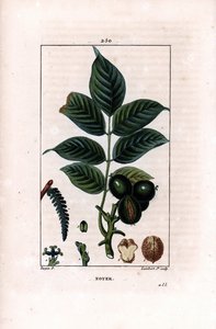 Walnut branch with nuts - Walnut tree, Juglans regia, with branch, leaves, ripe fruit, nut in shell and in section by Pierre Jean Francois Turpin