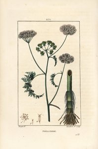 Water Hemlock, Oenanthe Aquatica