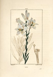 White Lily, Lilium candidum by Pierre Jean Francois Turpin