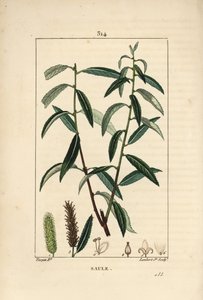 White or Silver Willow, White Wicker - White willow tree, Salix alba, with leaf, flower, male and female catkins, fruit and seed by Pierre Jean Francois Turpin