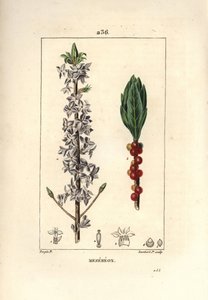 Mezereon, Daphne mezereum