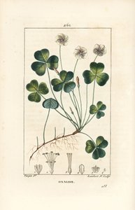 Wood sorrel, Oxalis acetosella, with flower, leaf, stalk, seed and root (Illustration from La Flore Medicale) by Pierre Jean Francois Turpin