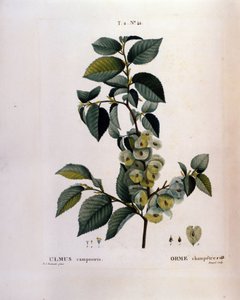 Botany: elm branch. Plate taken from 