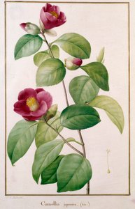 Camellia Japonica Botanical Plate by Pierre Joseph Redoute by Pierre Joseph (after) Redoute
