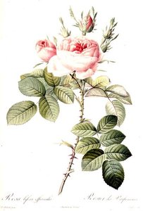 Rosa Bifera Officinalis