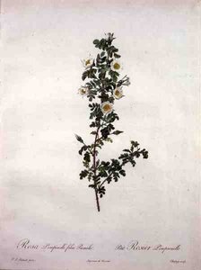 Rosa pimpinelli folia pumila (dwarf Scotch rose), engraved by Chapuy, from 