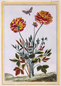 A variety of double flowered yellow poppy