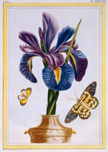 Common Iris with Butterflies