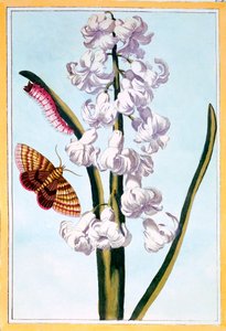 Hyacinth, c.1766