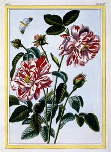 The Variegated Rose of England, 1776