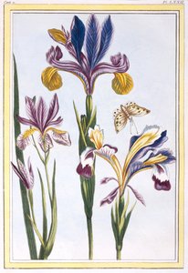 Variegated Iris