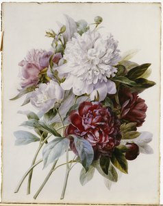A Bouquet of Red, Pink and White Peonies