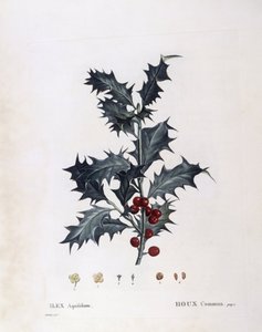 Aquifoliaceae - European Holly (Ilex aquifolium). (botanical plate) by Pierre Joseph Redouté